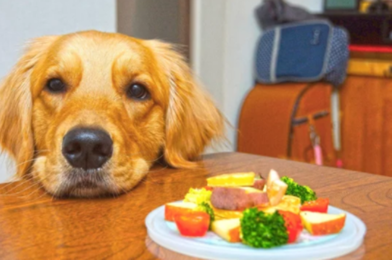 かわいい　犬
